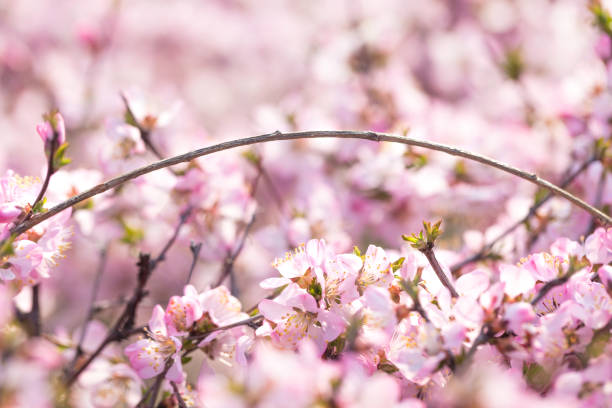 istock Beautiful peach blossom in spring 1216487900