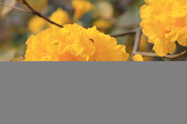 Beautiful Tabebuia chrysantha blossom at hong kong