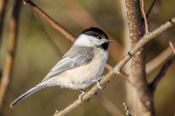 istock Black-capped Chickadee in Maine 1216488748