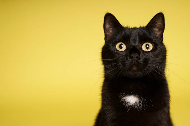 istock Black cat on yellow background. Friday 13th 1216489400