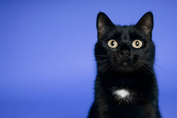 istock Black cat on blue background. Friday the 13th 1216489404