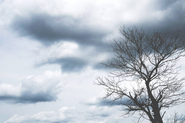 istock Copy space tree branch with summer blue sky abstract minimal color tone concept background. 1216490395