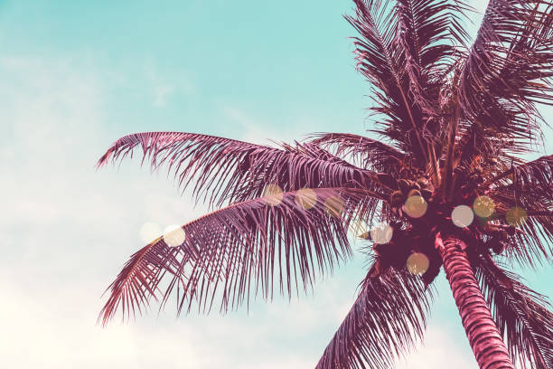istock Tropical palm coconut trees on sunset sky flare and bokeh nature background. 1216490421