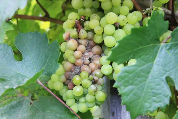 Photo of Grape disease. White grapes rot on the vine. Crop infected gray mold. Botrytis cinerea