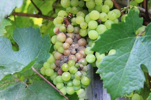 grape disease. white grapes rot on the vine. crop infected gray mold. botrytis cinerea - vineyard ripe crop vine imagens e fotografias de stock