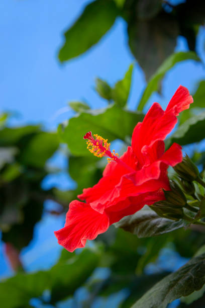 Red Hibiscus Flower and Foliage near a Blue Wall in Mexico stock photo