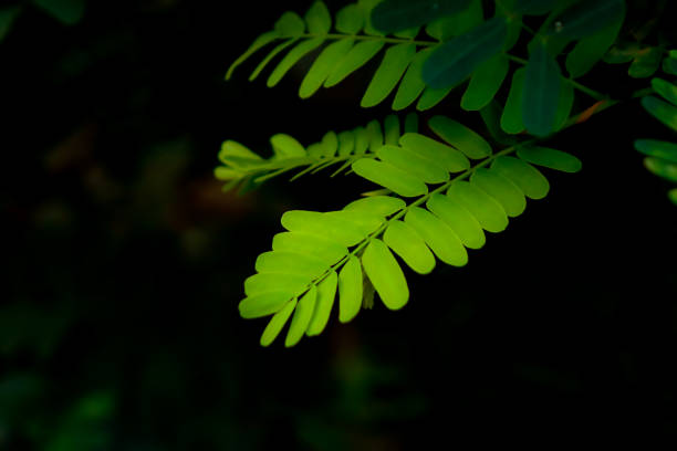 istock Green leaf in the nature abstract background 1216494094
