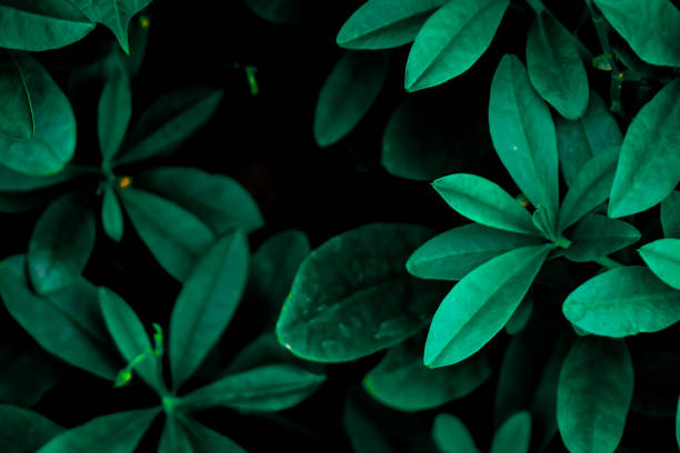 istock Green leaf in the nature abstract background 1216494121