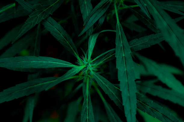 istock Green leaf in the nature abstract background 1216494125