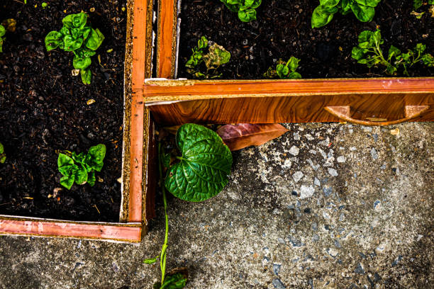Green leaf in the nature abstract background