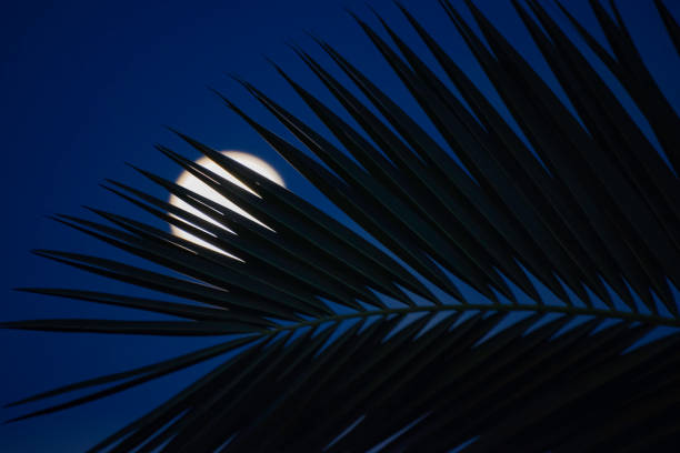 istock Palm branch silhouette and the moon behind 1216494282