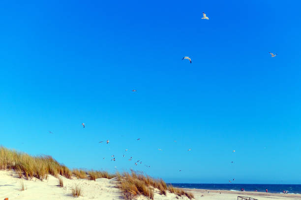 istock Seagulls lifting the flight on the beach shore 1216494940