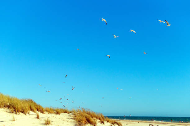 istock Seagulls lifting the flight on the beach shore 1216495013