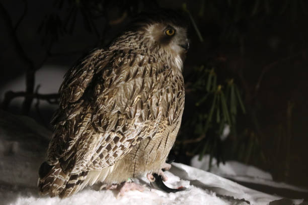 istock Blakiston's fish owl 1216495051