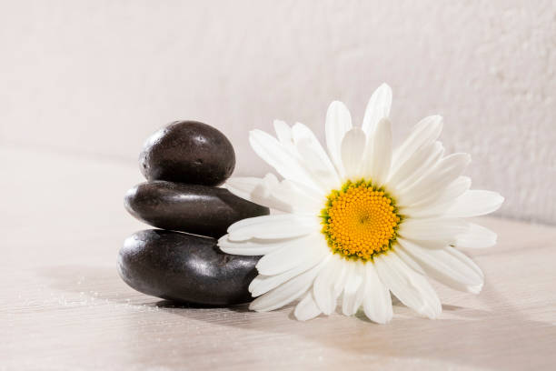 istock Daisy flower with black stones - spa concept 1216495093