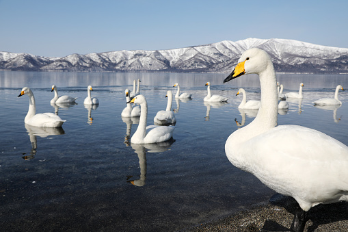 A flock of white swans swim towards the photographer in the hope of a treat