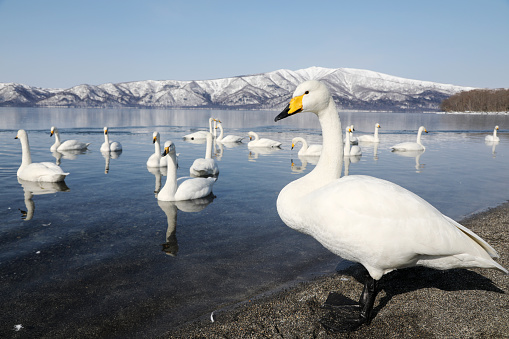 White swan in water. White bird. City Lake. Animal in park.