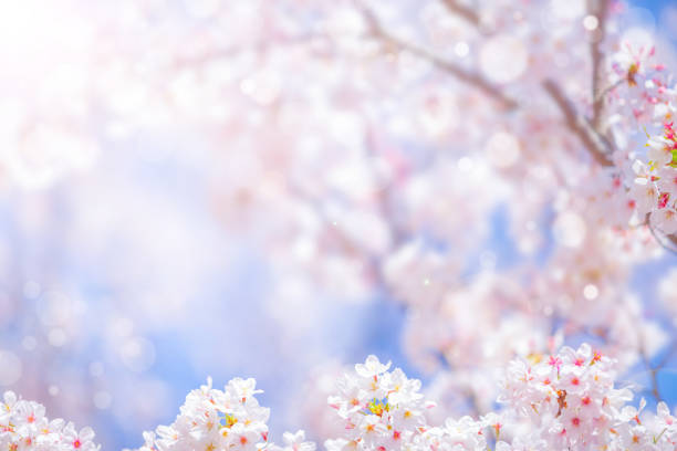 istock Cherry blossom  flower in spring for background or copy space for text 1216496019