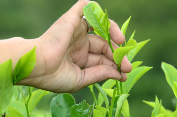 istock Details of hands picking tea leaves 1216496031
