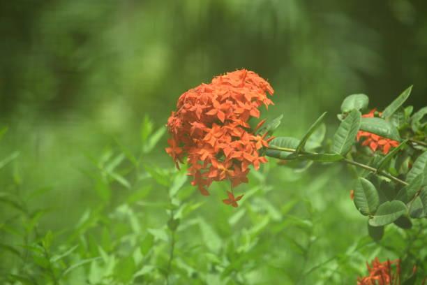 rote blume im garten - bac ha stock-fotos und bilder