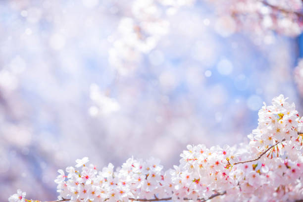 istock Cherry blossom  flower in spring for background or copy space for text 1216497501