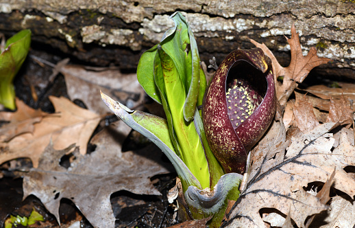 Skunk cabbage plant sprouts early in the spring at the Des Plaines River Forest Preserve, Chicago. This is a perennial wildflower of eastern North America that grows in swampy, wet areas of forest lands. Symplocarpus foetidus is commonly known as skunk cabbage. Bruised leaves present a fragrance reminiscent of skunk. Picture taken on the walking trail, near banks of the Des Plaines River in one of many public park in Chicago, Midwest, Illinois.