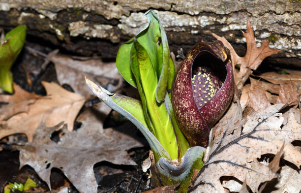 Spring comes to Chicago stock photo