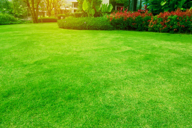 Fresh green grass smooth lawn with curve shape of bush under morning sunlight stock photo