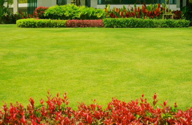 Fresh green grass smooth lawn with red and green color leaf shrub