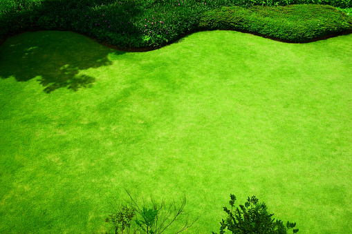 Fresh green grass smooth lawn with curve shape of bush in the park under morning sunlight,top view photo