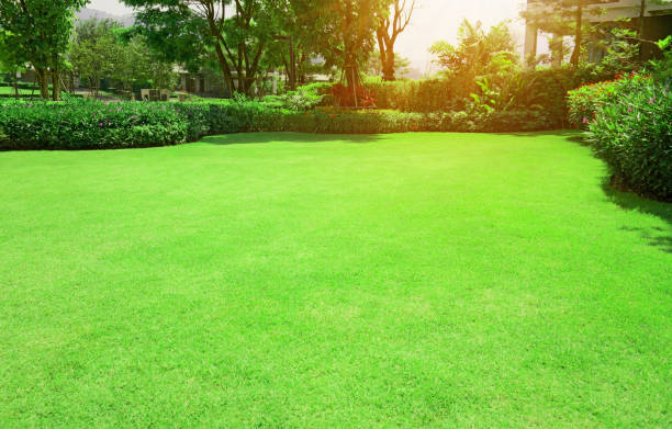 Fresh green Burmuda grass smooth lawn with curve form of bush, trees on the background in the house's garden  under morning sunlight stock photo