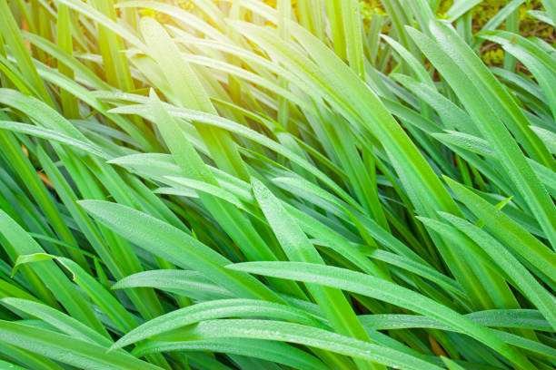свежее зеленое растение лилии паука в саду под солнечным светом утром, форма листа лилии паука похожа на лезвие меча - long leaf grass blade of grass стоковые фото и изображения