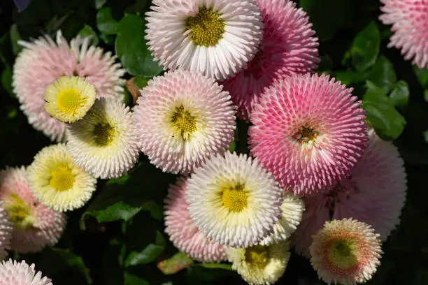 Top view at bellis perennis in pink and white in full bloom