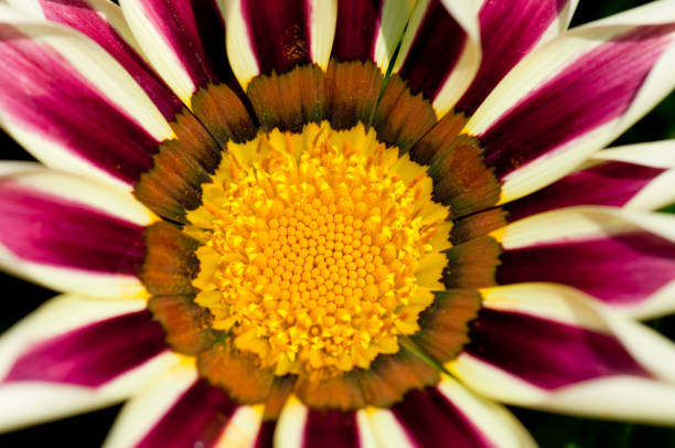 Close-up of gazania flower stock photo