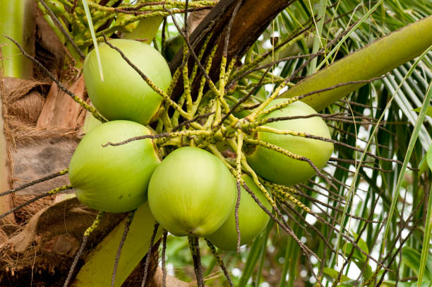 Bunch of fresh coconut fruits on the tree stock photo