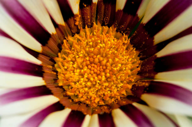 Close-up of gazania flower stock photo