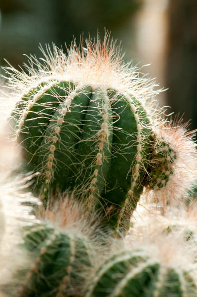 Close-up of cactus plant stock photo