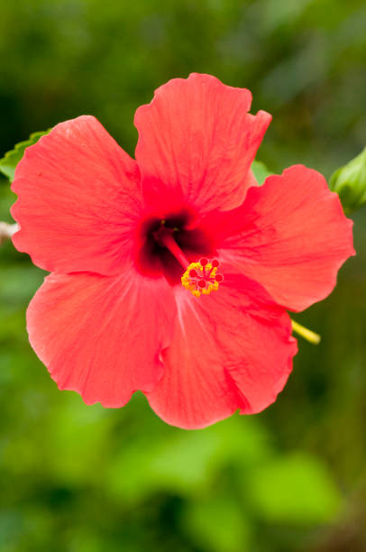 Close-up of red hibiscus flower stock photo