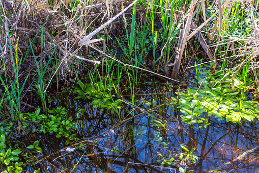 Close-up of a small swamp surrounded by tall green grass stock photo