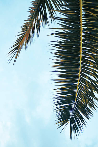 istock Two green palm leaves against blue sky background 1216507443