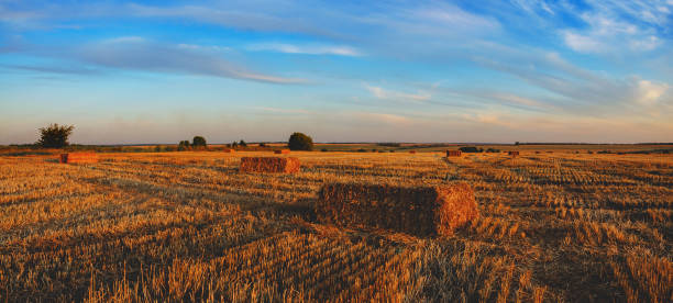 istock Agricultural field during sunset. 1216508955