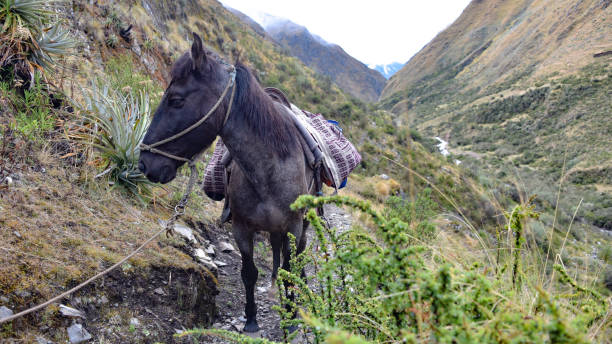 istock A Mule on a rural mountain trail in the Sacred Valley, Cusco, Peru 1216509992