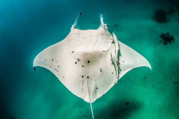 istock Reef Manta Ray Swimming in the Wild 1216510621