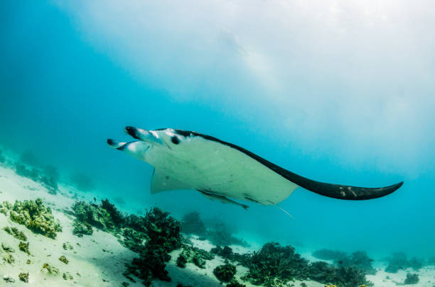 istock Reef Manta Ray Swimming in the Wild 1216510644