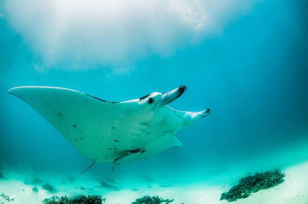 istock Reef Manta Ray Swimming in the Wild 1216510659