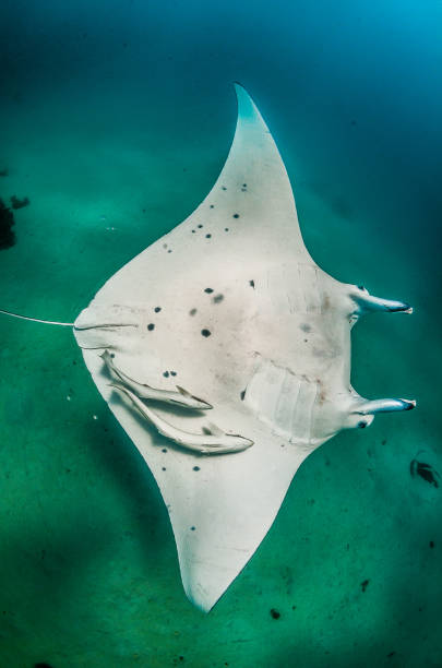 istock Reef Manta Ray Swimming in the Wild 1216510676