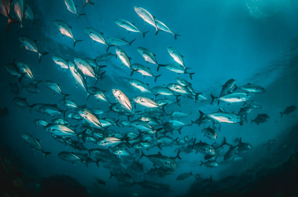 istock Schooling Fish in Clear Blue Ocean 1216510811