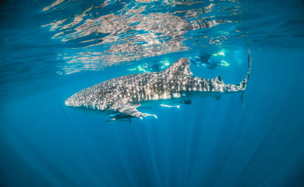 istock Whale Shark Swimming in Clear Blue Ocean 1216510839