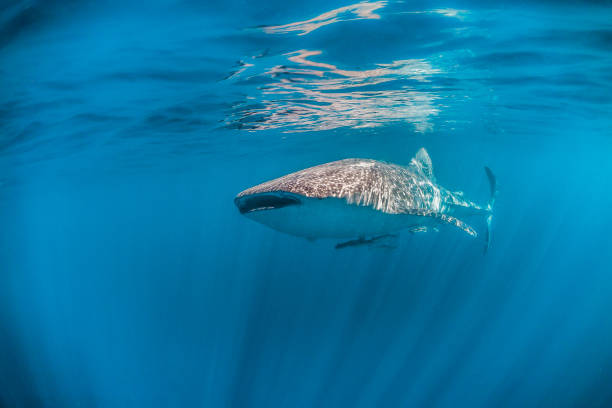 istock Whale Shark Swimming in Clear Blue Ocean 1216510844