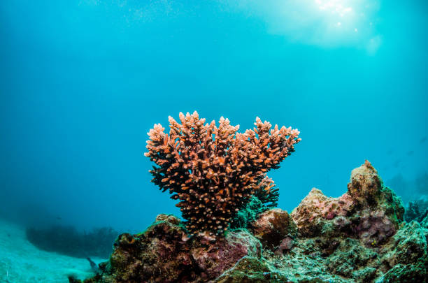 istock Colorful Coral Reef, Australia 1216510852